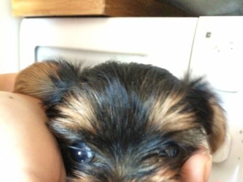 Щенки йоркшиского терьера, фотография 3