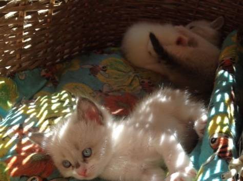 Отдадим котят , фотография 2