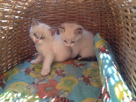 Отдадим котят , фотография 4