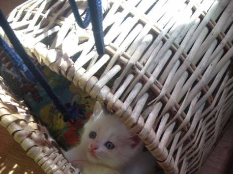 Отдадим котят , фотография 6
