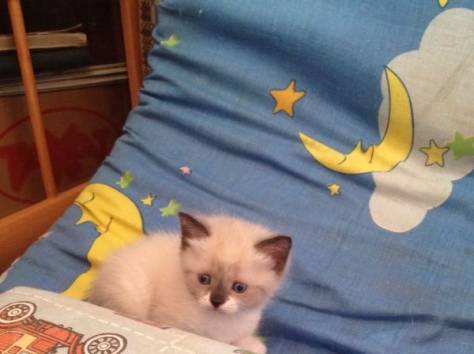 Отдадим котят , фотография 8