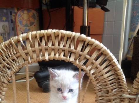 Отдадим котят , фотография 10