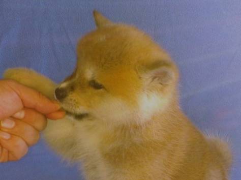 Акита ину щенки, фотография 2