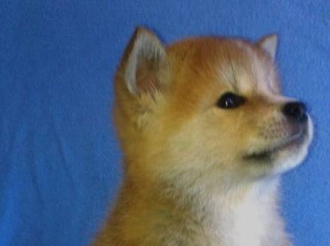 Акита ину щенки, фотография 3