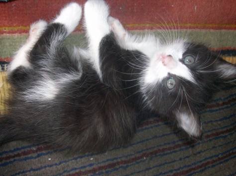 Отдам котят Алматы, фотография 1