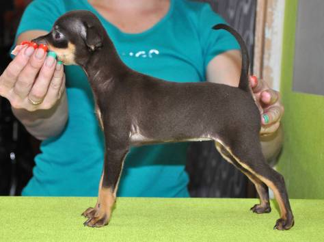 Продам щенков русского тоя, фотография 1