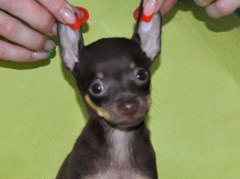 Продам щенков русского тоя, фотография 2