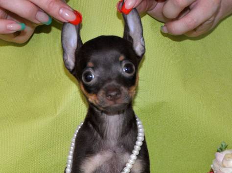 Продам щенков русского тоя, фотография 3