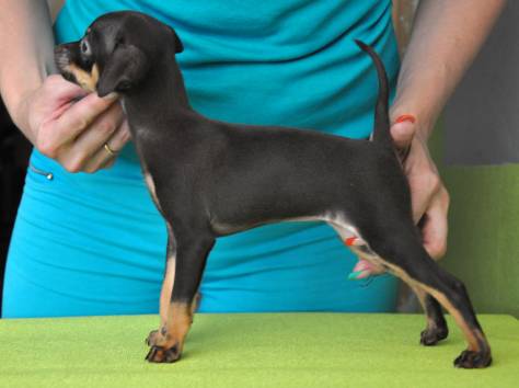 Продам щенков русского тоя, фотография 4