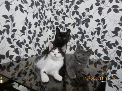 Отдам котят, фотография 1