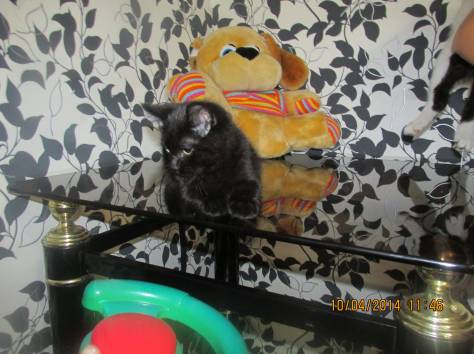 Отдам котят, фотография 3