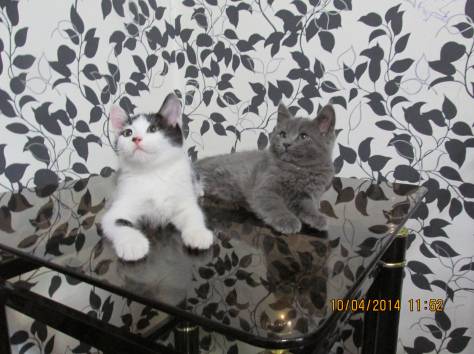 Отдам котят, фотография 4