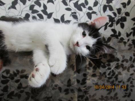 Отдам котят, фотография 5