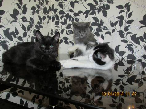 Отдам котят, фотография 6