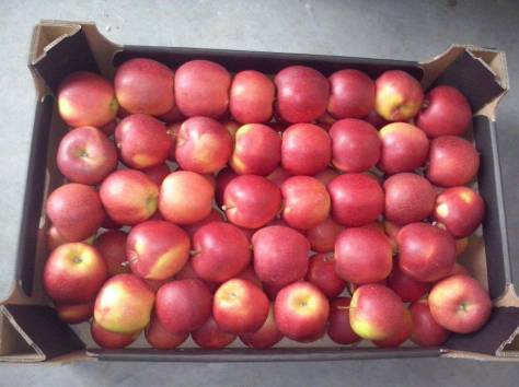 яблоки польские только оптом, фотография 1