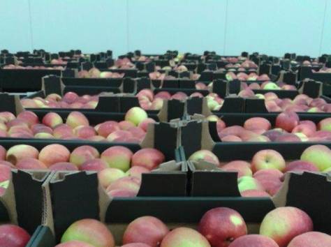 яблоки польские только оптом, фотография 2