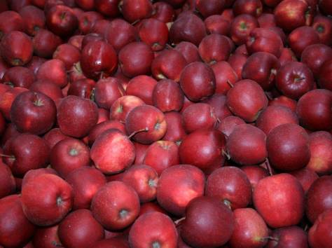 яблоки польские только оптом, фотография 3