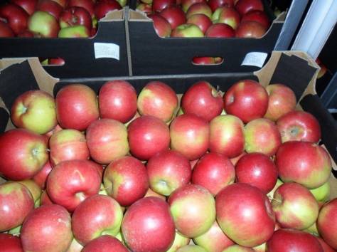 яблоки польские только оптом, фотография 5