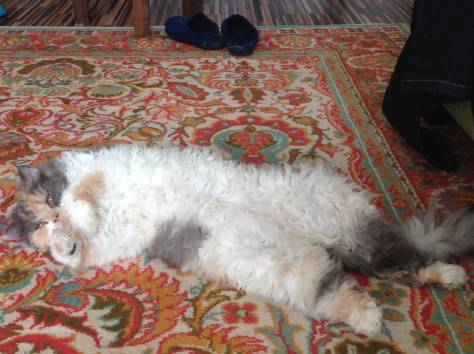 Кошка, фотография 1