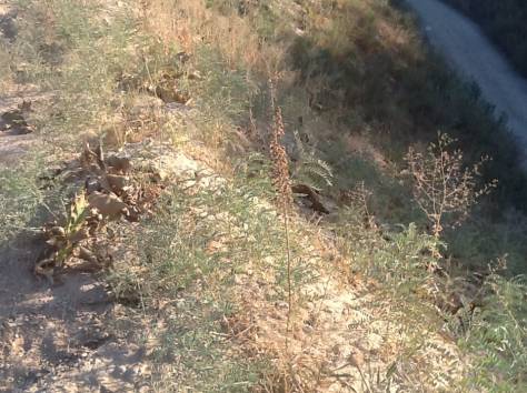 Отдам грунт, фотография 6