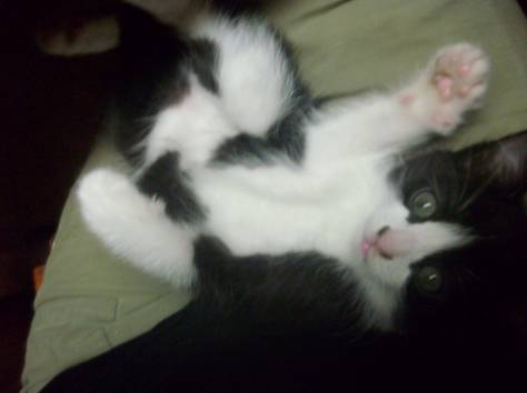 Подарю самых красивых и  талантливых котят, фотография 2