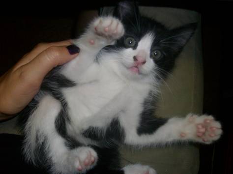 Подарю самых красивых и  талантливых котят, фотография 3