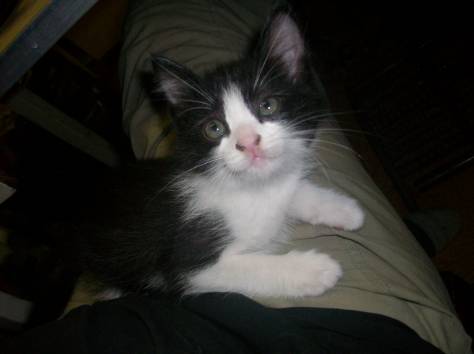 Подарю самых красивых и  талантливых котят, фотография 5