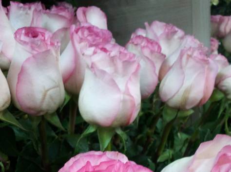 Цветы оптом и в розницу, фотография 2