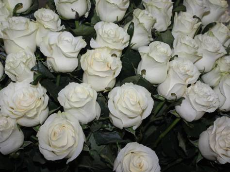 Цветы оптом и в розницу, фотография 5