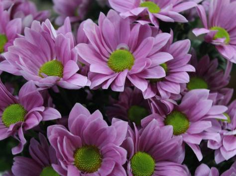 Цветы оптом и в розницу, фотография 12