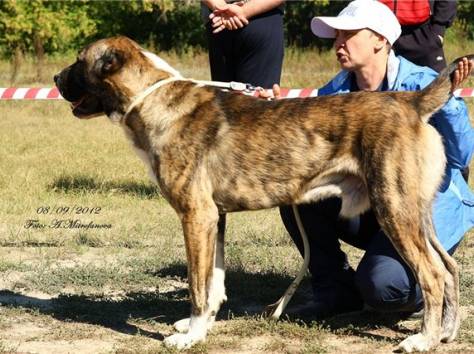 Продам. Щенки среднеазиатской овчарки., фотография 1