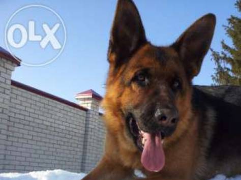 Продам. Щенки немецкой овчарки., фотография 1