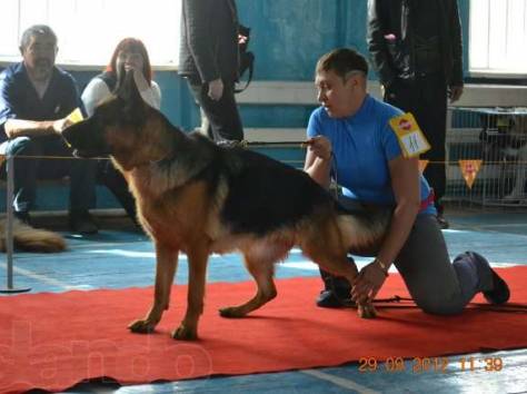 Продам. Щенки немецкой овчарки., фотография 2