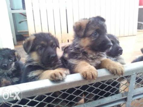 Продам. Щенки немецкой овчарки., фотография 3