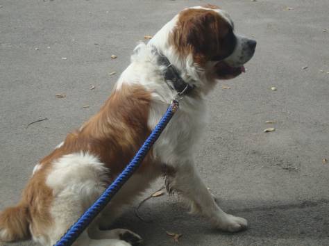 Московская сторожевая, фотография 1