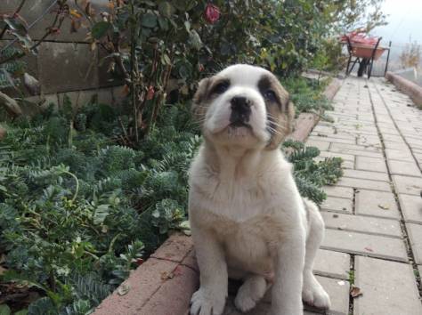 Продам щенков алабая., фотография 1