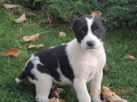 Продам щенков алабая., фотография 5