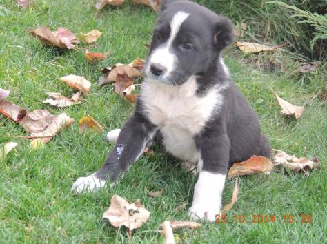 Продам щенков алабая., фотография 6