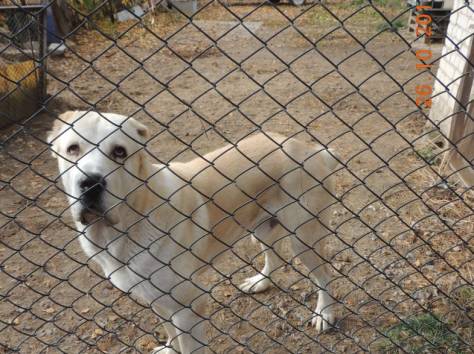 Продам щенков алабая., фотография 8