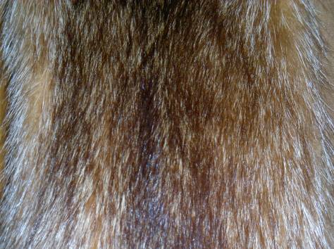 продам енотовый жилет, фотография 3