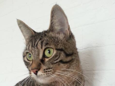 Happy cats оказывает услуги по уходу за кошками на время отпуска., фотография 1