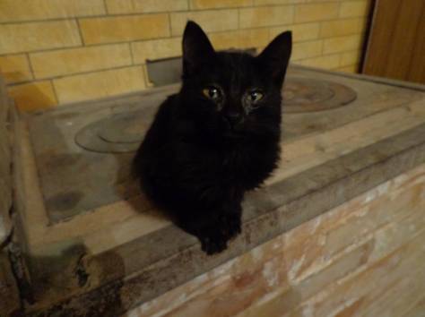 отдам котенка, фотография 1