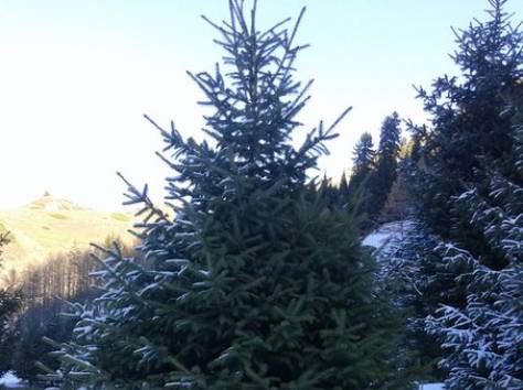 Продажа хвойных деревьев, фотография 1