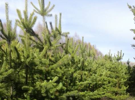 Продажа хвойных деревьев, фотография 2