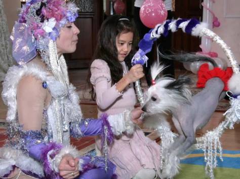 Дрессированные собачки в Алматы, фотография 1