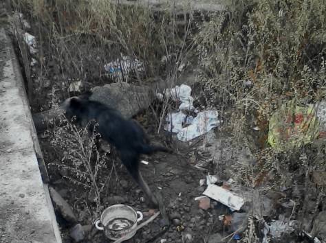 Дарю щенят и пару собак повзрослее. Симпотичные смеси известных пород., фотография 1