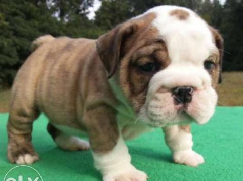 мальчик и девочка Английский бульдог щенки , фотография 1