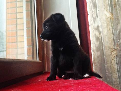 Щеночек ищет дом!, фотография 1