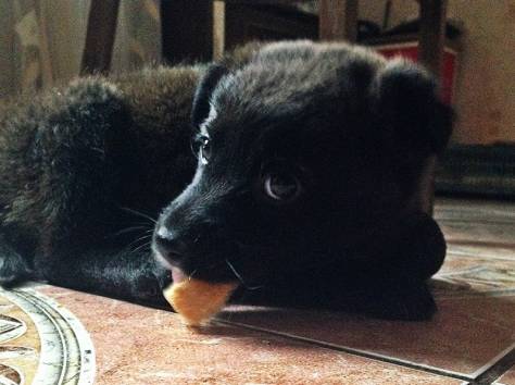 Щеночек ищет дом!, фотография 2