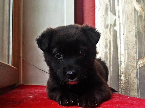 Щеночек ищет дом!, фотография 3